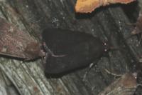 Amphipyra livida