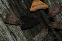 Amphipyra livida