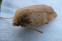 Noctua fimbriata