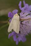 Mythimna pallens