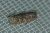 Spodoptera exigua