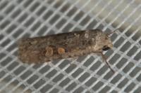 Spodoptera exigua