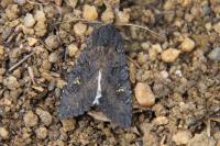 Aporophyla nigra