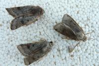 Anchoscelis lunosa