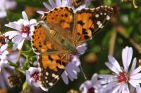 Vanessa cardui
