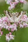 Epirrhoe alternata