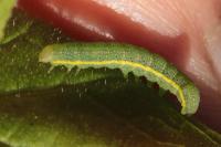 Lacanobia oleracea