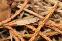 Pelosia muscerda