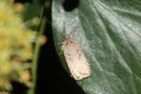Agonopterix arenella
