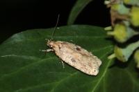 Agonopterix arenella
