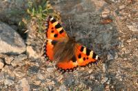 Aglais urticae