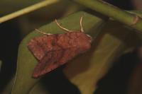 Sunira circellaris