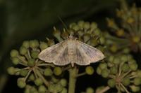 Patania ruralis