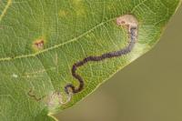 Stigmella basiguttella