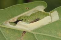 Phyllonorycter roboris