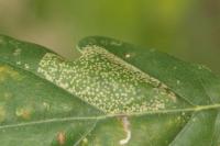 Phyllonorycter roboris