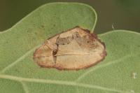 Phyllonorycter quercifoliella