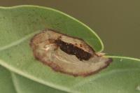 Phyllonorycter quercifoliella