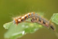 Lasiocampa quercus