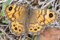 Lasiommata megera
