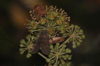 Aporophyla lueneburgensis