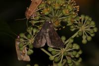 Aporophyla lueneburgensis