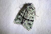 Griposia aprilina