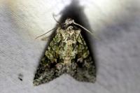Dryobotodes eremita