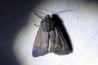 Aporophyla lueneburgensis