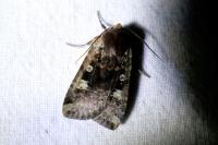 Conistra erythrocephala