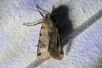 Anchoscelis litura