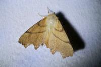 Ennomos erosaria
