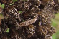 Coleophora argentula