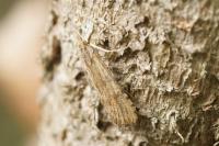 Nomophila noctuella