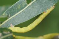 Cabera pusaria