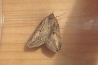 Chesias isabella
