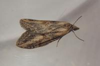 Chesias isabella