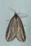 Chesias legatella
