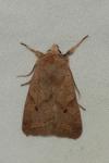 Leptologia macilenta