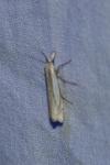 Crambus pascuella