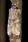Dryobotodes eremita