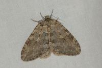 Epirrita dilutata