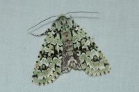 Griposia aprilina