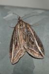 Chesias legatella