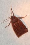 Conistra ligula