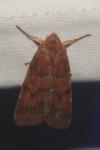 Anchoscelis helvola