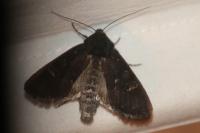 Aporophyla nigra