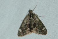 Chloroclysta siterata