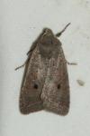 Leptologia lota