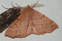 Colotois pennaria